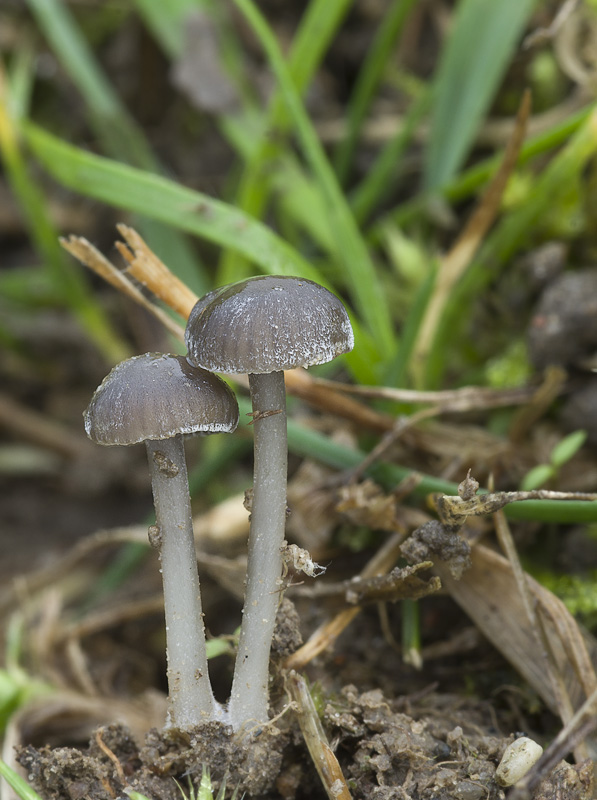 Mycena pseudopicta